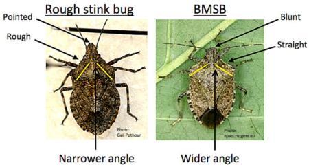 Rough stink bug vs BMSB