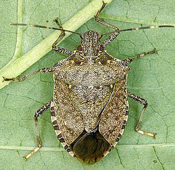 Brown marmorated stink bug (photo: njaes.rutgers.edu).