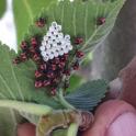 Eggs and First instar nymphs on young elm tree, May 12, 2014 (photo by Chuck Ingels).