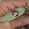 Egg mass and first instar nymphs on an olive leaf (photo by Charlie Pickett).
