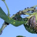 Large numbers of BMSB adults feeding on stalk and seeds of mature sunflower in midtown Sacramento, Sept. 8, 2015 (photo by Chuck Ingels).