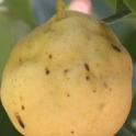 Asian pear damage, August 19, 2014 (photo by Chuck Ingels).
