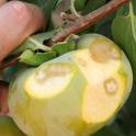Persimmon cut open to show damage from recent BMSB feeding in midtown Sacramento, Sept. 1, 2015 (photo by Chuck Ingels).