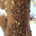 Aggregation seen on Chinese pistache tree, Sept. 2013 (photo by Baldo Villegas).