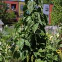 The large sunflower adjacent to the planted sunflowers (4 to 5 feet tall) attracted far more BMSB than smaller plants.