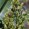 Adult BMSB on sorghum flowers. Very few BMSB were found on sorghum, even when seeds formed.