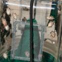 Trap with two lures suspended on a metal rod. It is likely that neither the rod nor the screens are necessary.