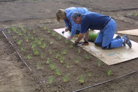 Lorraine Van Kekerix and Fred Schack planting UC Verde plugs, 9/20/10