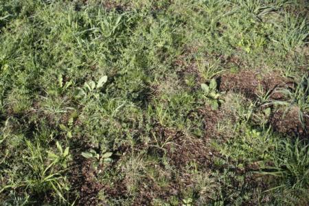 Can you find the buffalograss plugs among the weeds? 12/15/10