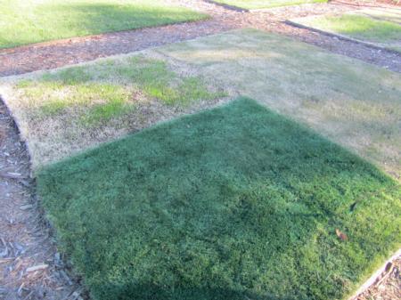 Section of plot sprayed with turf colorant, Nov. 30, 2011. Annual ryegrass is adjacent to (above/left) sprayed section.