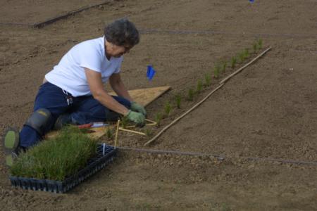 Pat Schink planting Carex, 9/20/10
