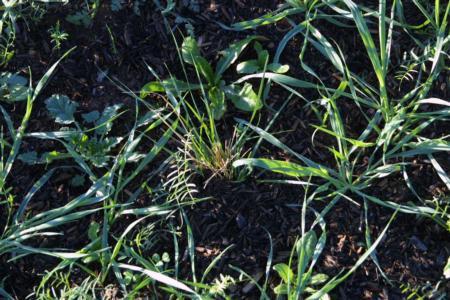 Carex plug (center) with weeds all around