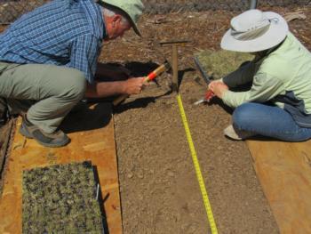 Jim Hanson and Ria DeBiase planting blue grama plugs, May 2011