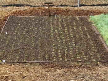 Blue grama after plugs/seeds planted; taller Hachita on right