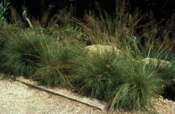 Tufted hairgrass