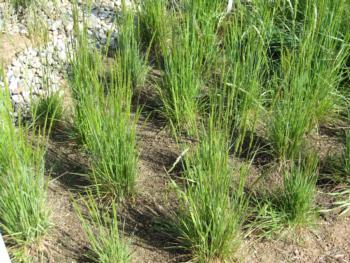 Junegrass in the native grass meadow